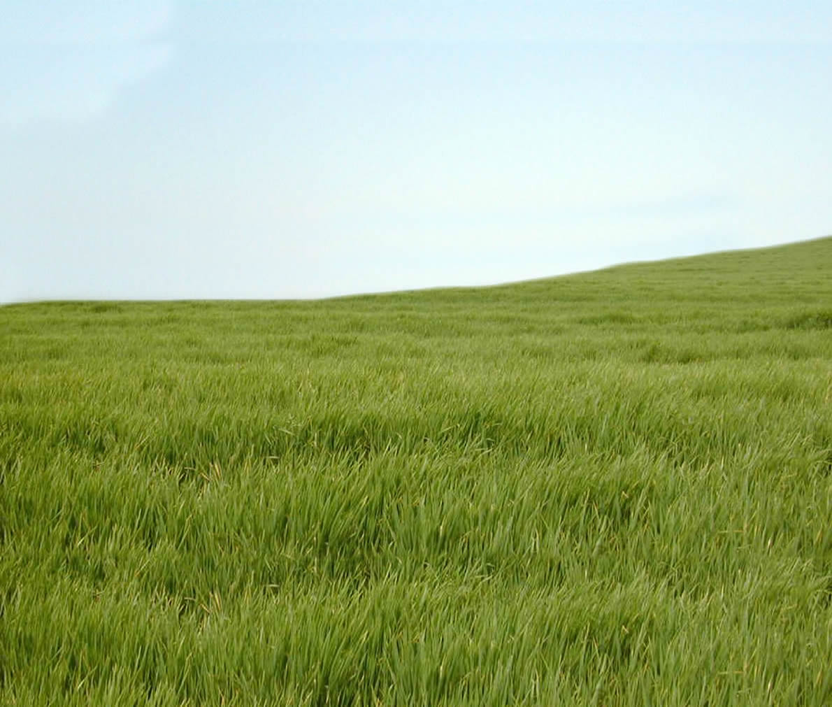 Campo El Centinela